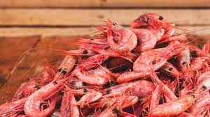 La Crevette de Sept-Iles Nordique Cuit – Fresh Cooked Shrimp